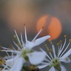 Abendspaziergang im Frühling