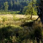 Abendspaziergang im Hevetal 06