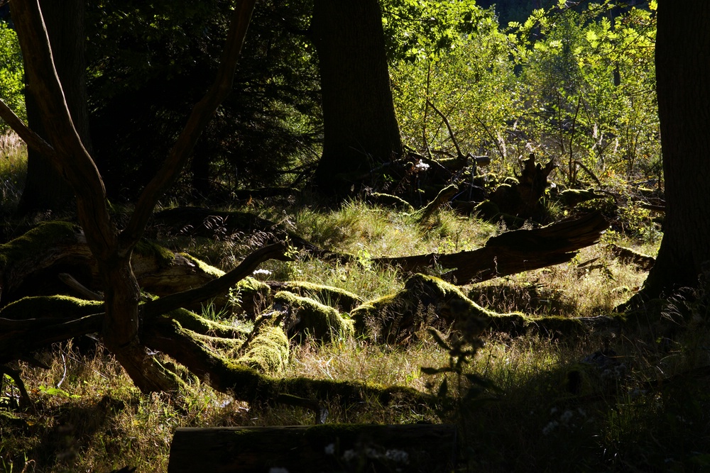 Abendspaziergang im Hevetal 09