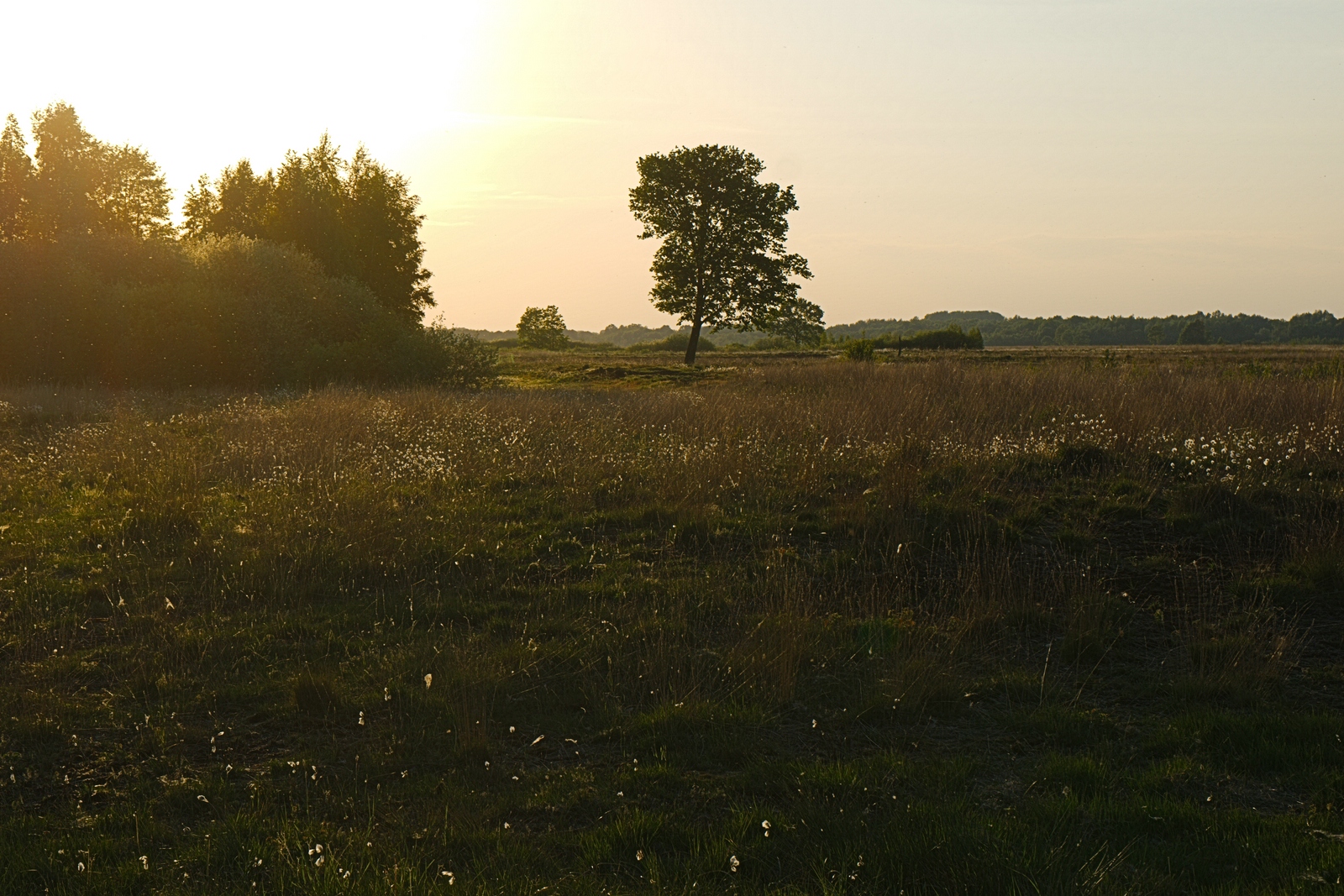 Abendspaziergang im Moor - Landschaft