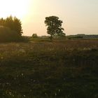 Abendspaziergang im Moor - Landschaft