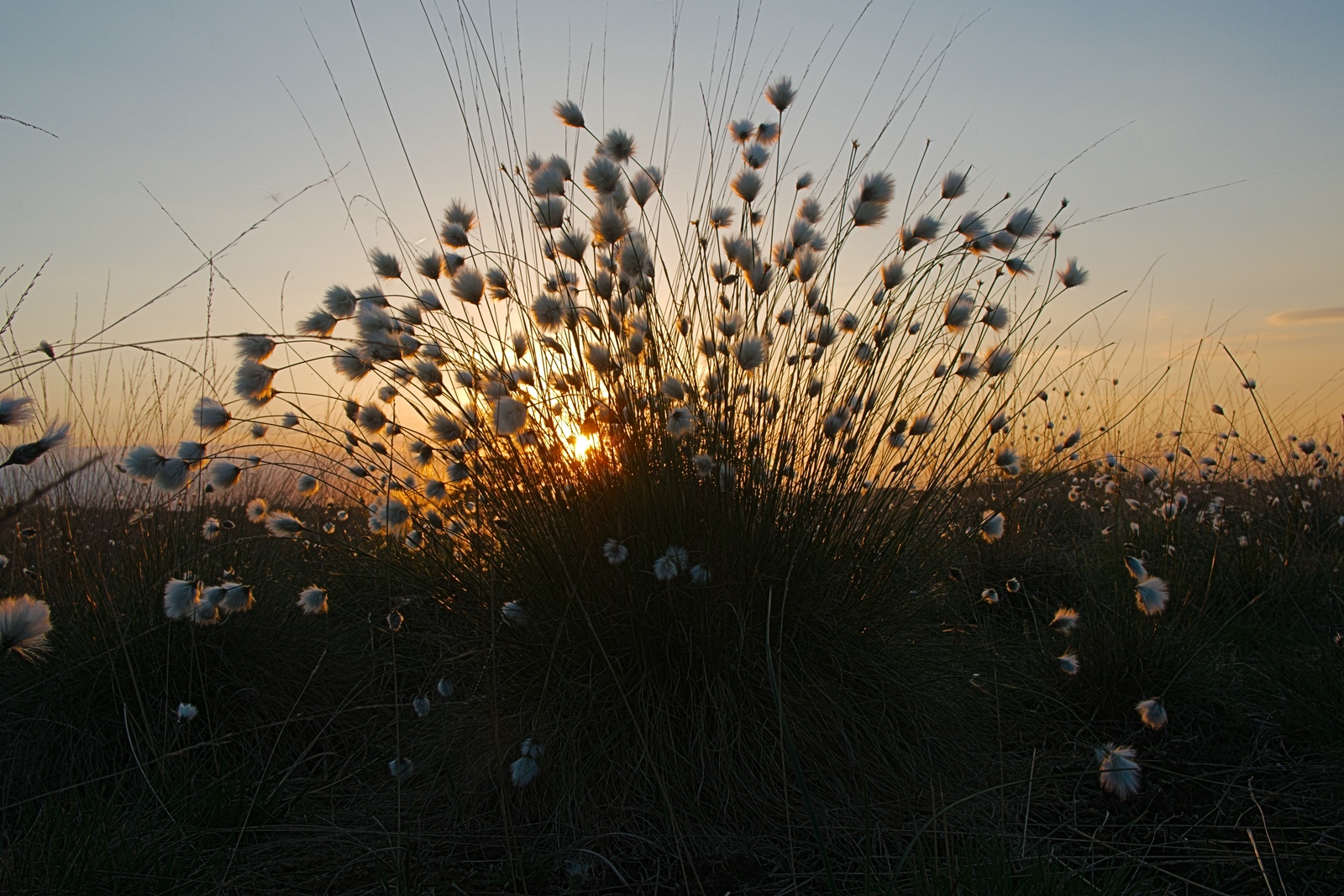 Abendspaziergang im Moor - Wollgras 3