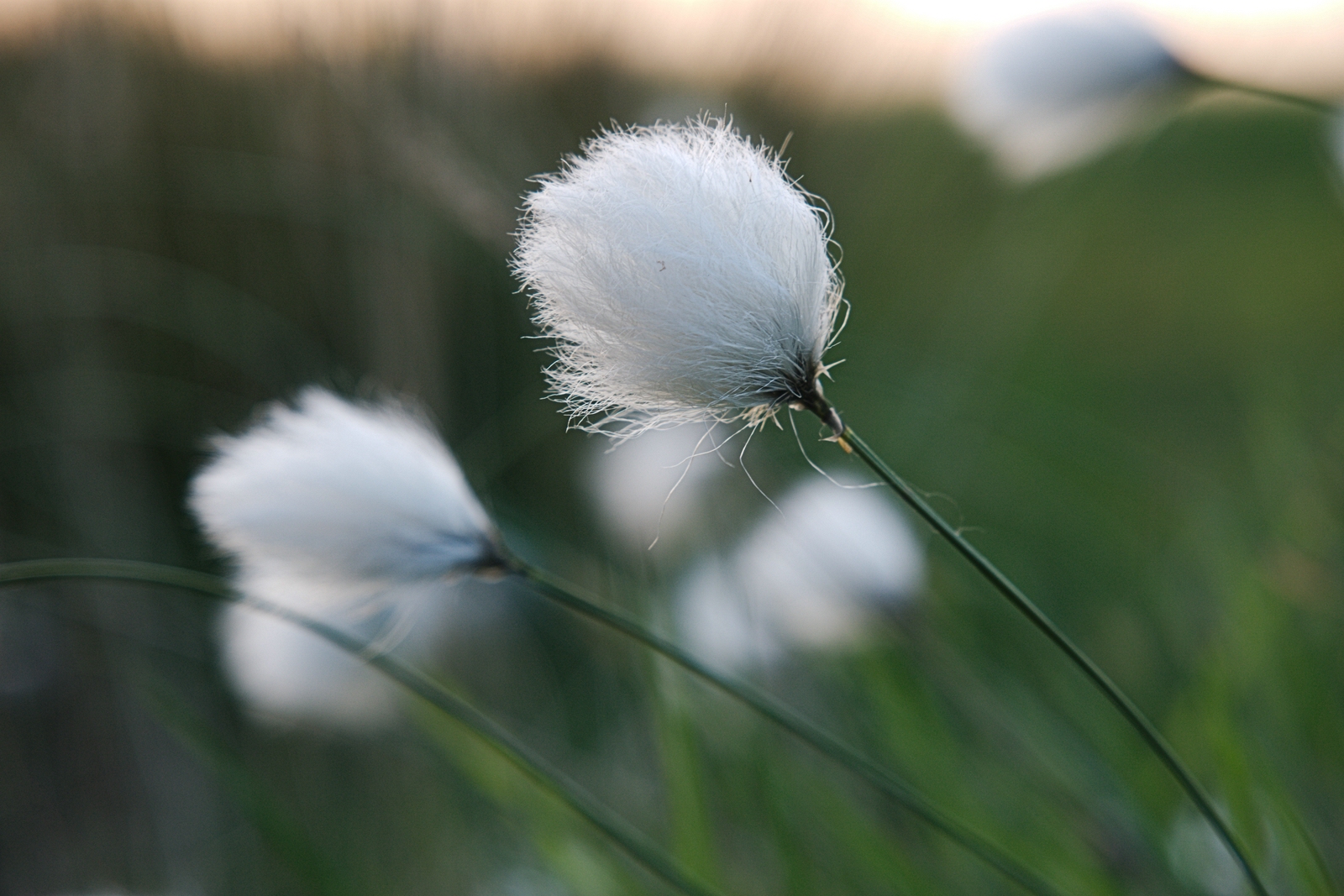 Abendspaziergang im Moor - Wollgras