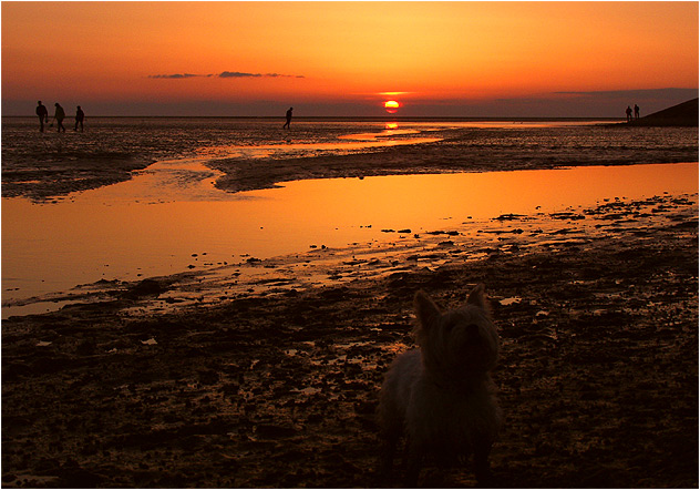 Abendspaziergang im Watt!