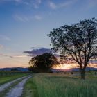 Abendspaziergang in der Pfalz