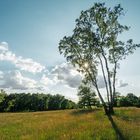 Abendspaziergang in der Wahner Heide