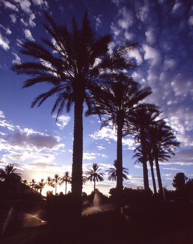 Abendspaziergang in Phoenix/Scottsdale, Arizona