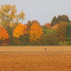 Abendspaziergang mit herbstlichem Hintergrund