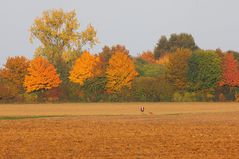 Abendspaziergang mit herbstlichem Hintergrund