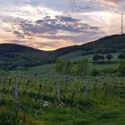 Abendspaziergang über den Wiener Nussberg