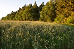 Abendspaziergang3