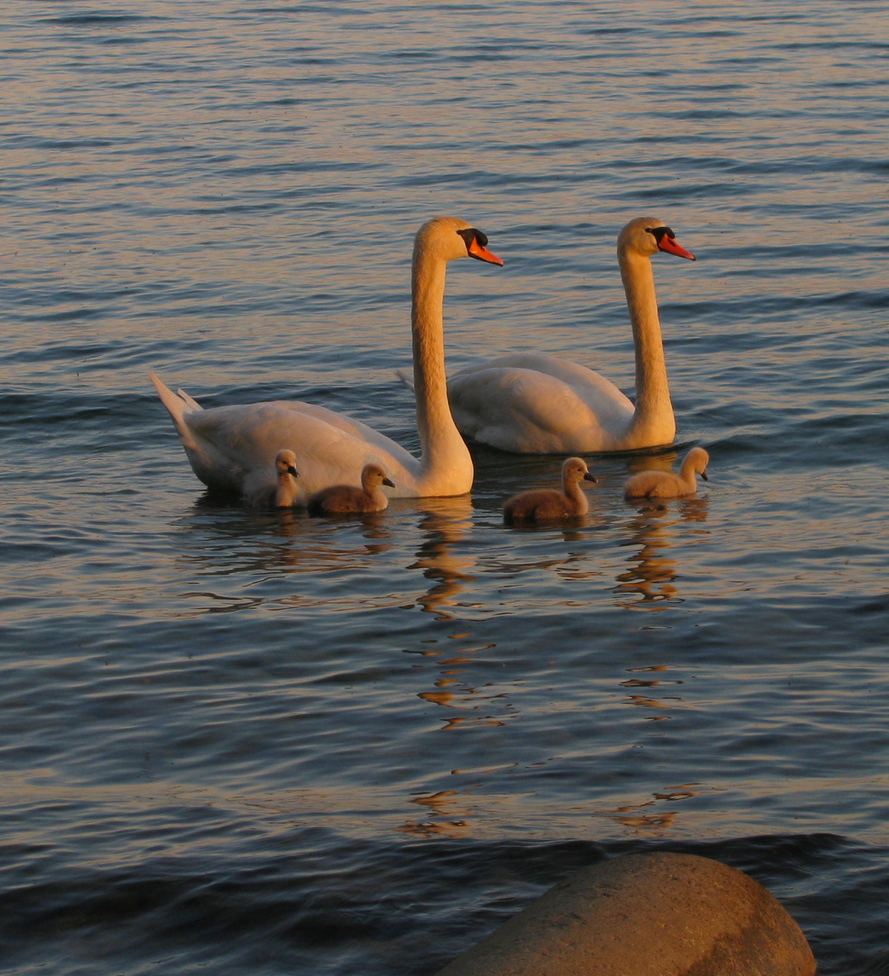 Abendspazierschwimmen