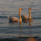 Abendspazierschwimmen