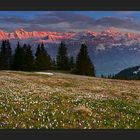 Abendspektakel beim Blümchenmeer (200° Pano)