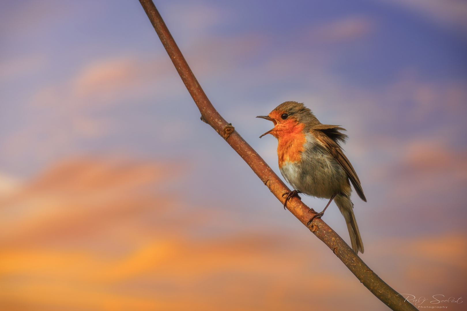 Abendständchen im Rückenwind