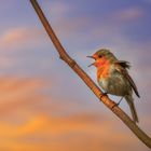 Abendständchen im Rückenwind