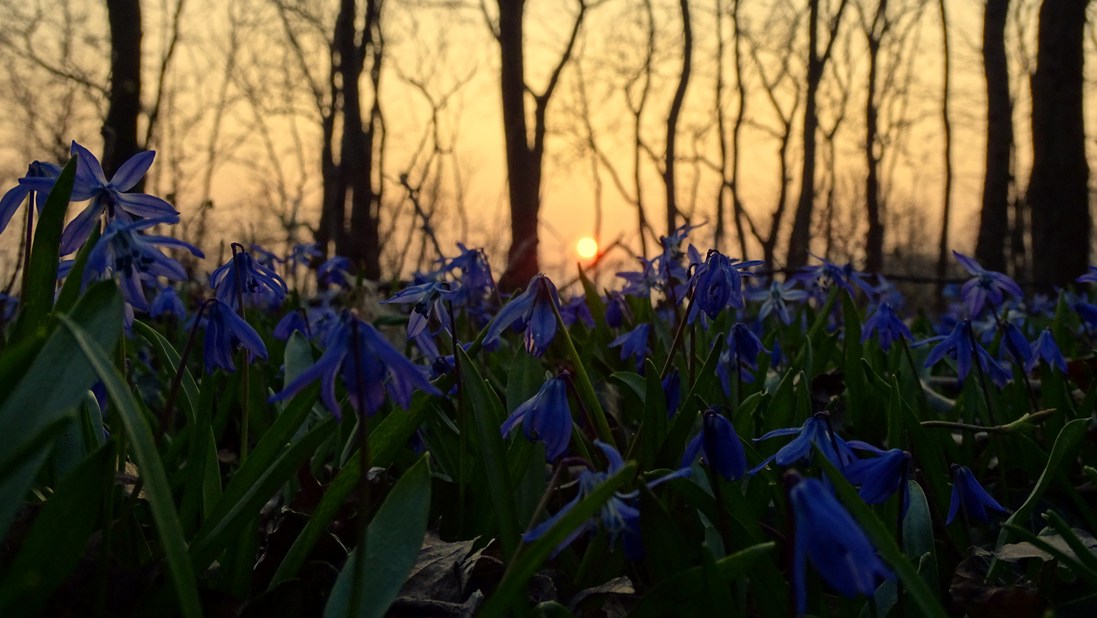 Abendsternchen