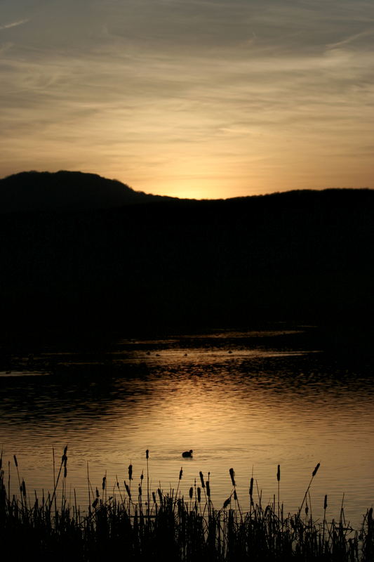 Abendstille am Maar.