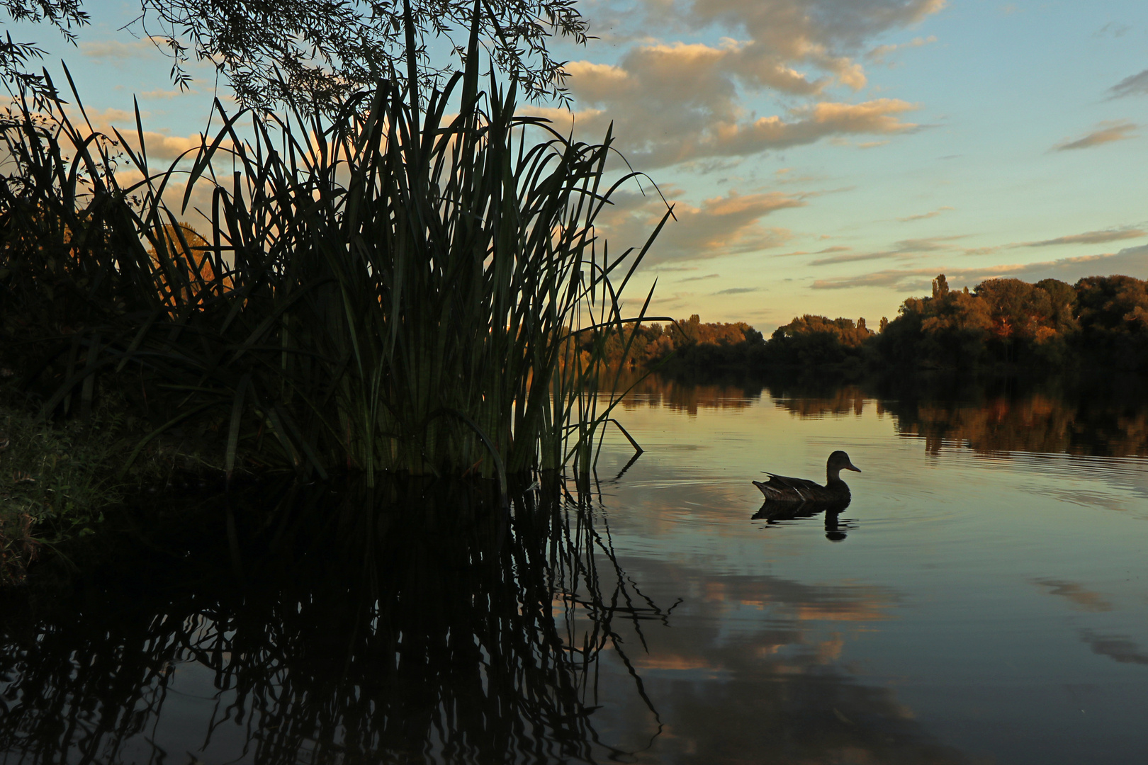 Abendstille am Schilfufer