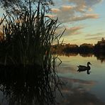 Abendstille am Schilfufer