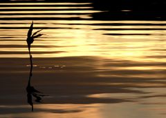 Abendstille am See