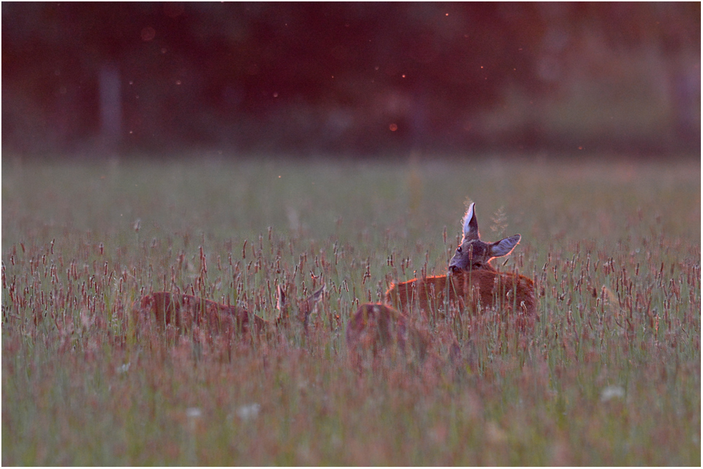 Abendstille . . . Ricke mit Kitzen