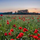 Abendstille über dem Mohnfeld