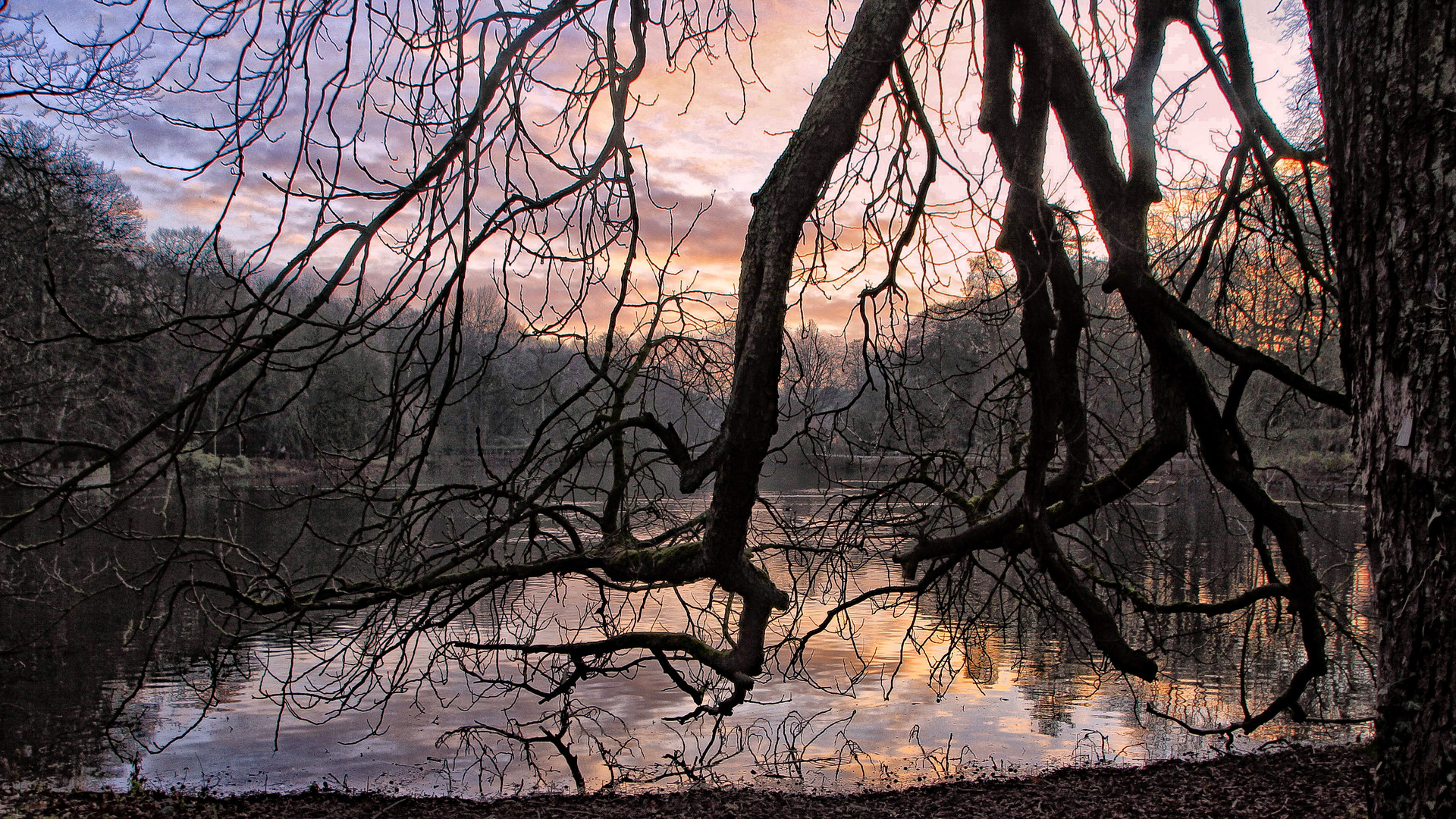 Abendstimmng im Rombergpark