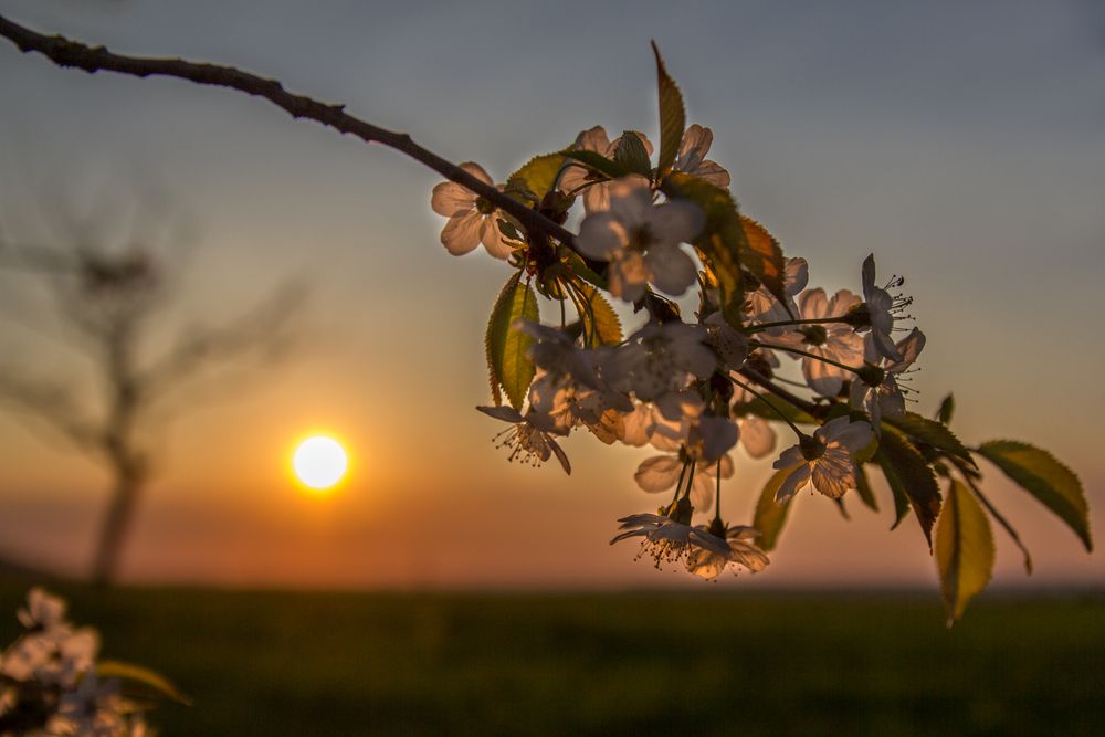 Abendstimmung