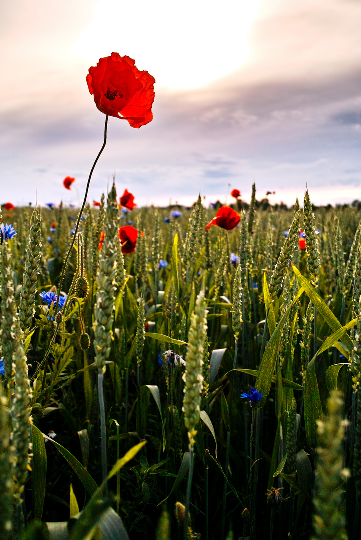 Abendstimmung