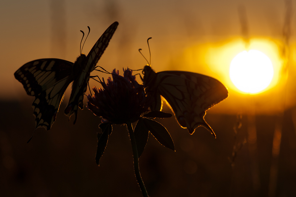 Abendstimmung