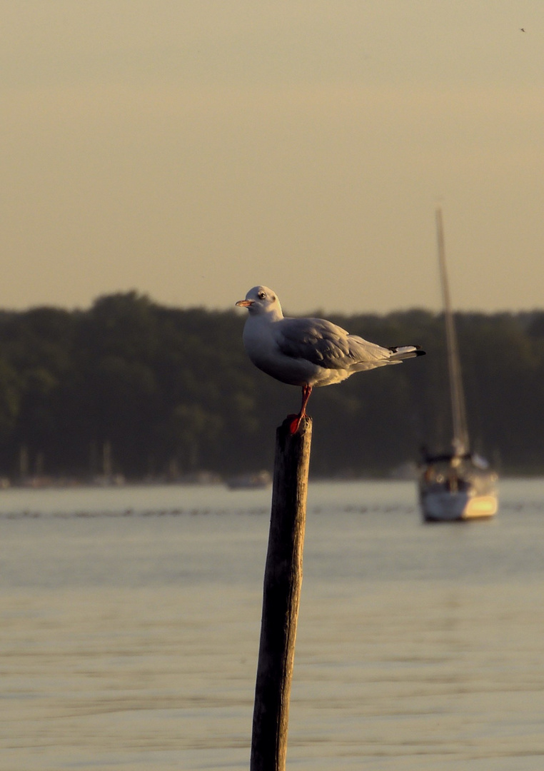 Abendstimmung