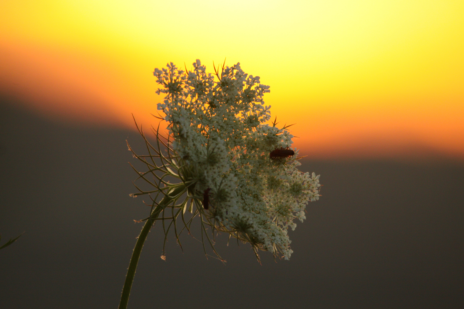 Abendstimmung