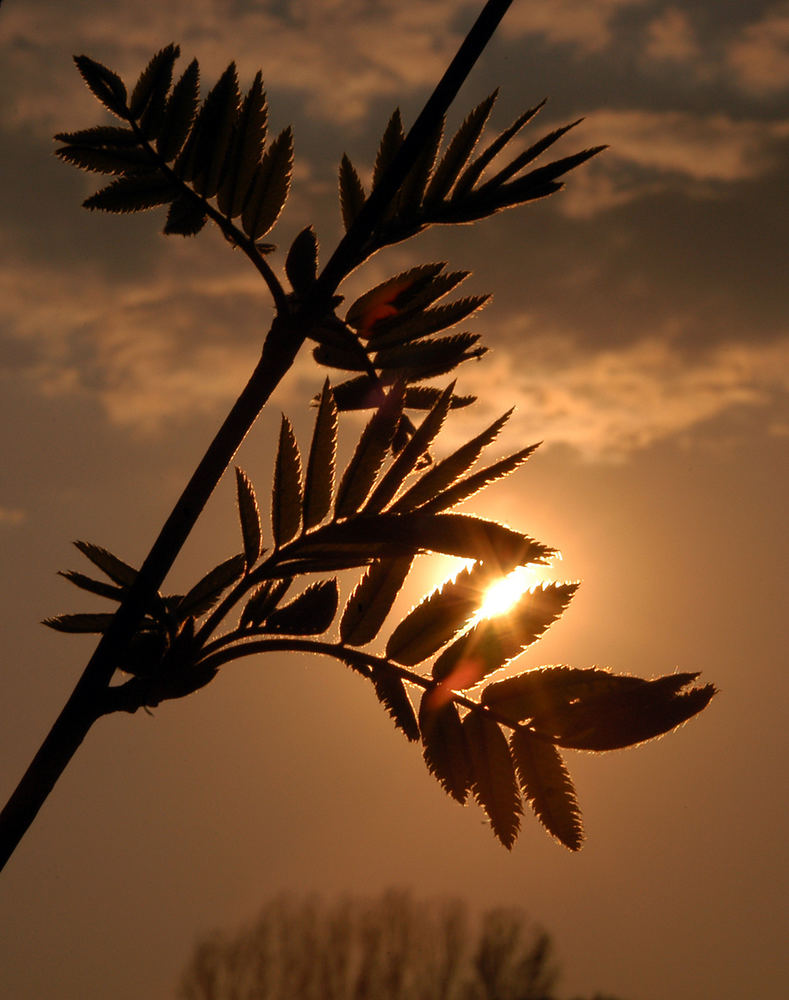 Abendstimmung