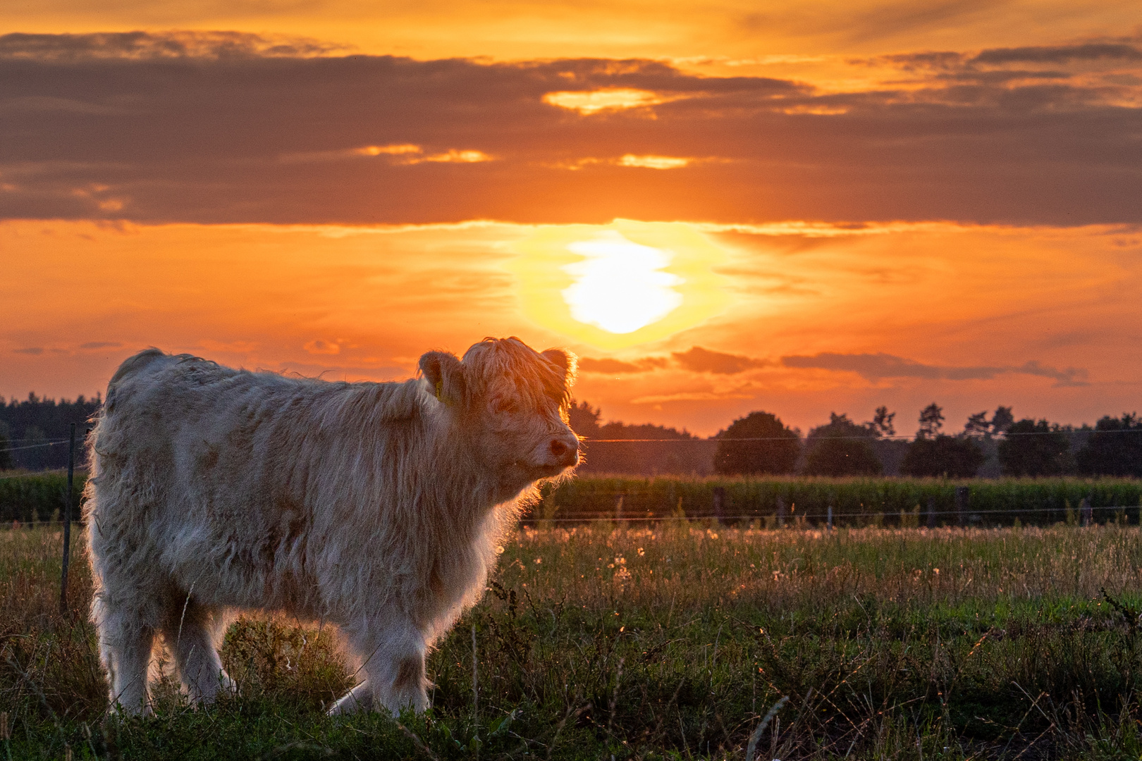 Abendstimmung