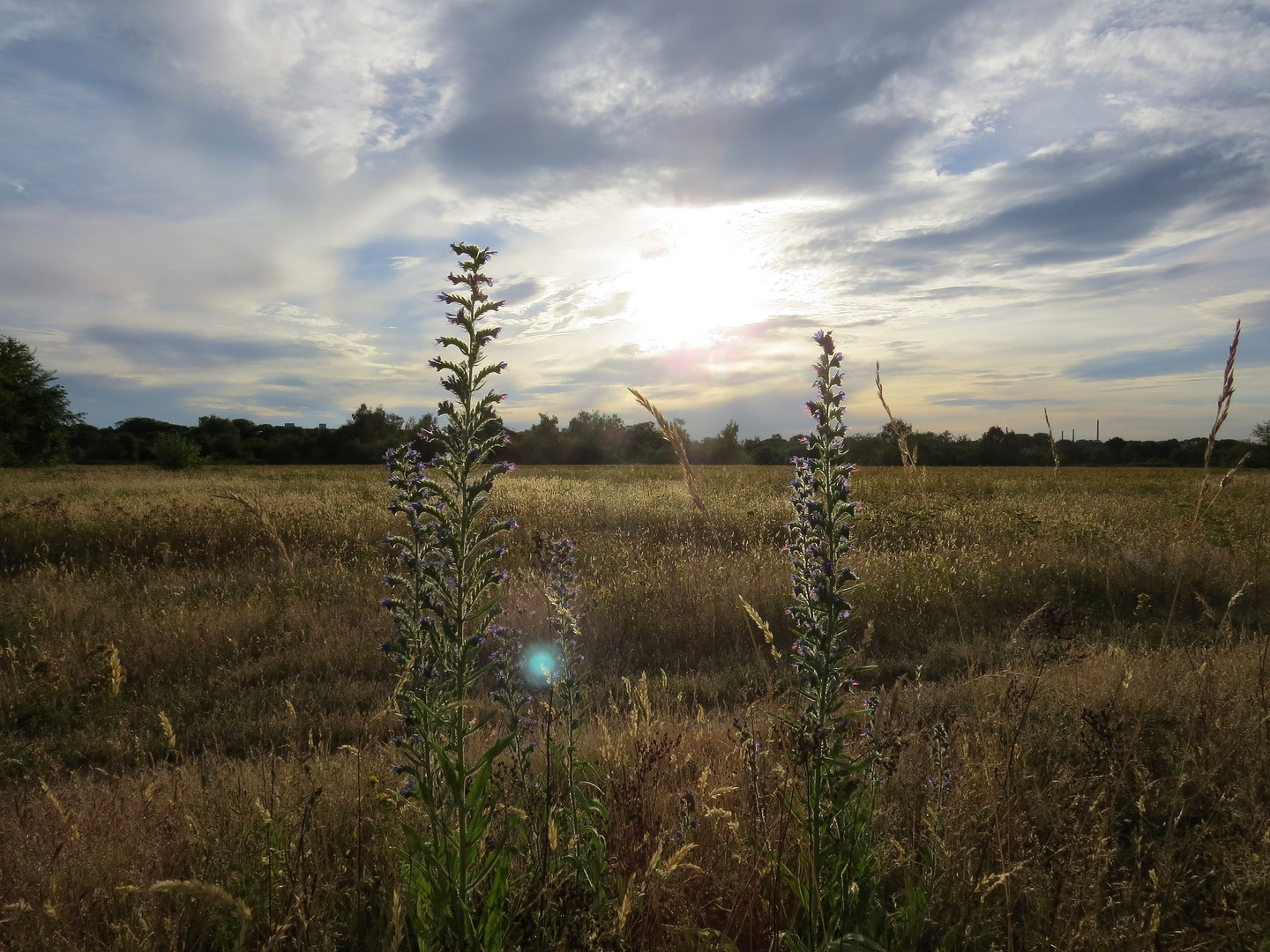 Abendstimmung am Alten Flugplatz