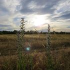 Abendstimmung am Alten Flugplatz