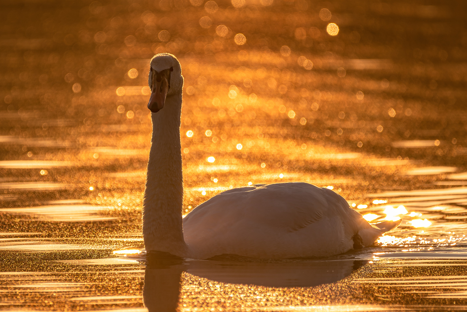 Abendstimmung am Altrhein