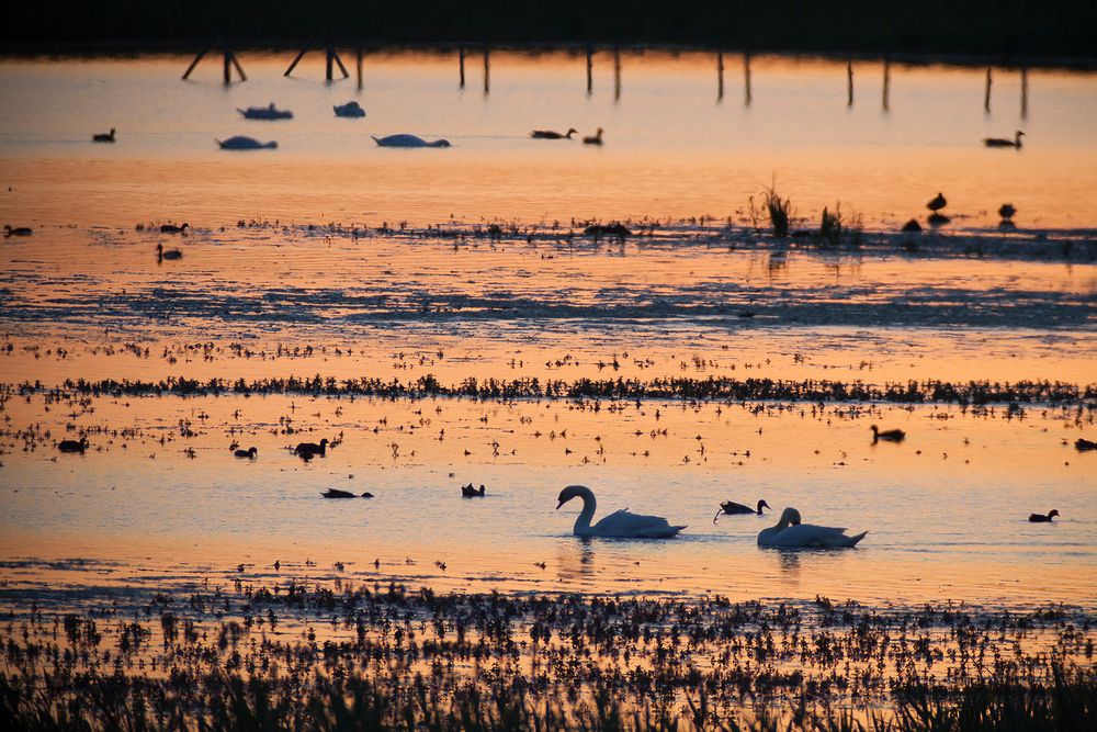 Abendstimmung am BINGENHEIMER RIED (2)