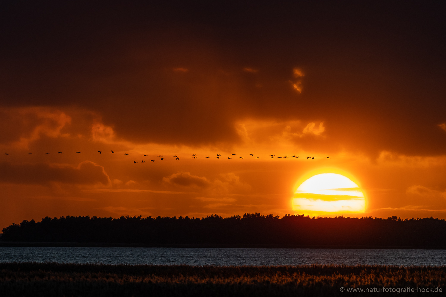 ~ Abendstimmung am Bodden ~