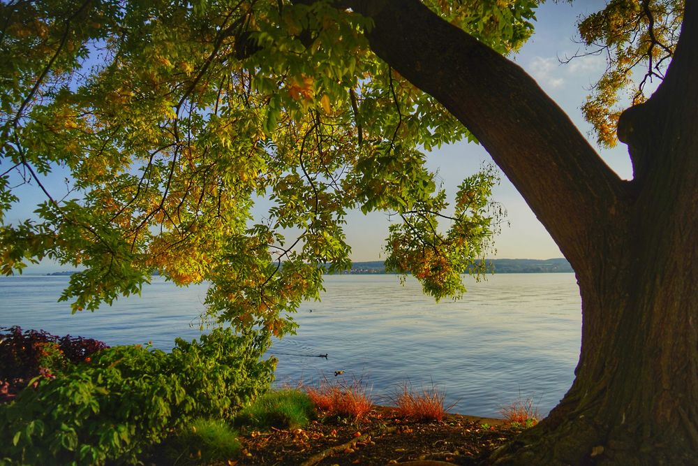 Abendstimmung am Bodensee 