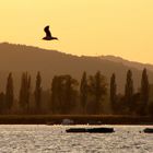 Abendstimmung am Bodensee / Radolfzell