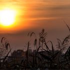 Abendstimmung am Britzer See