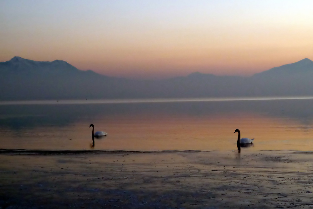 Abendstimmung am Chiemsee mit Schwänen