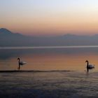 Abendstimmung am Chiemsee mit Schwänen