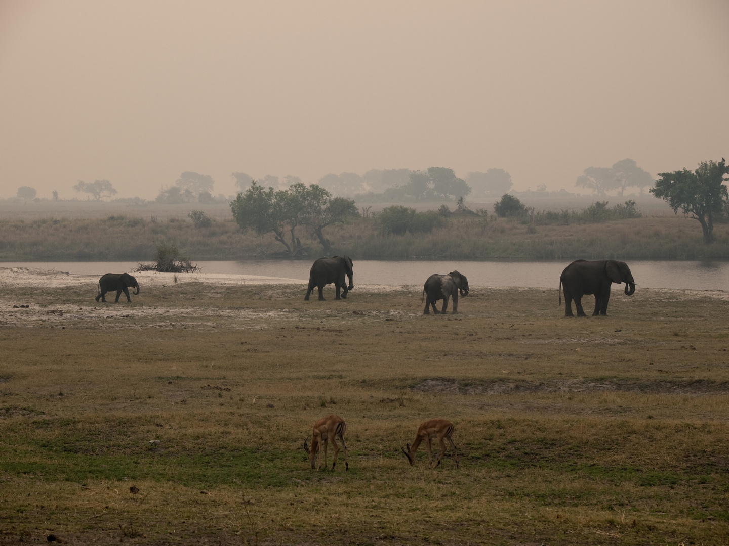 Abendstimmung am Chobe