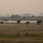 Abendstimmung am Chobe