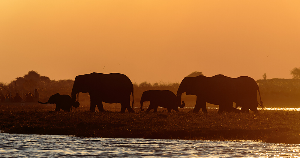 Abendstimmung am Chobe