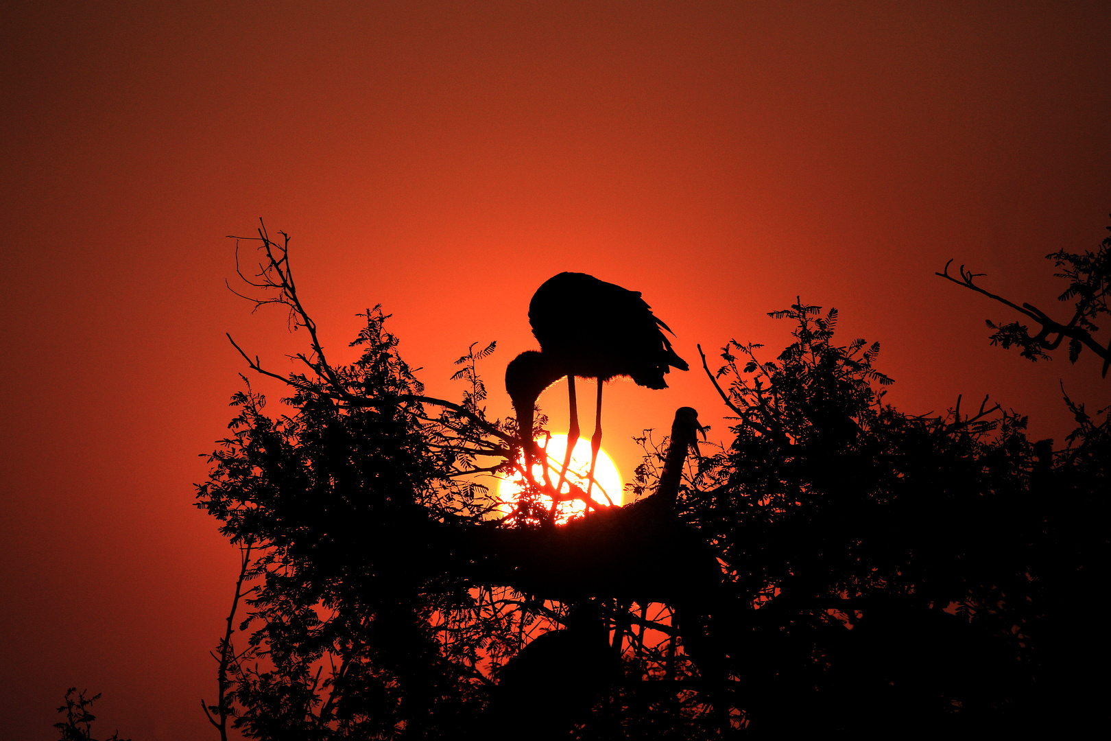 Abendstimmung am Chobe River