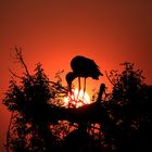 Abendstimmung am Chobe River